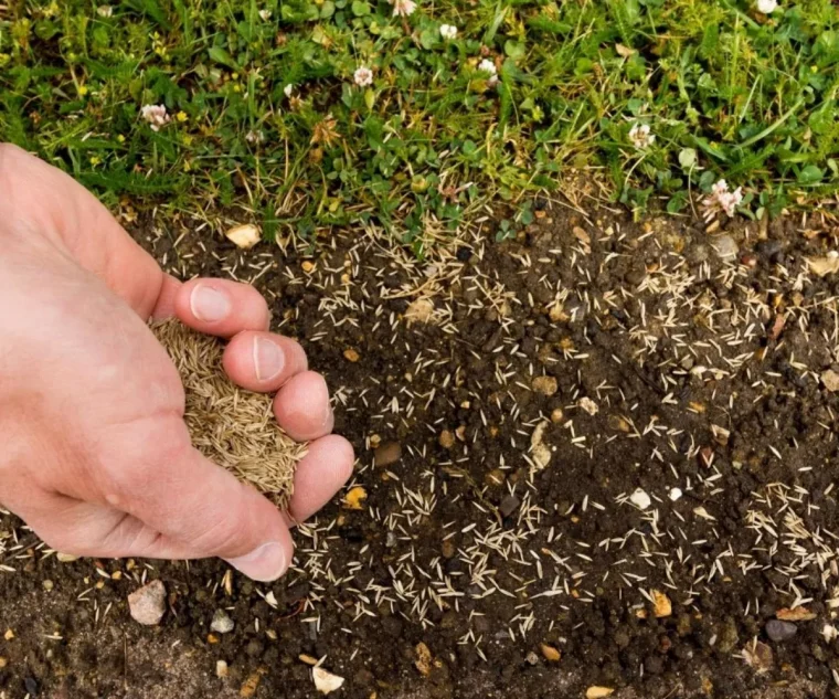 désherbant naturel efficace pour gazon