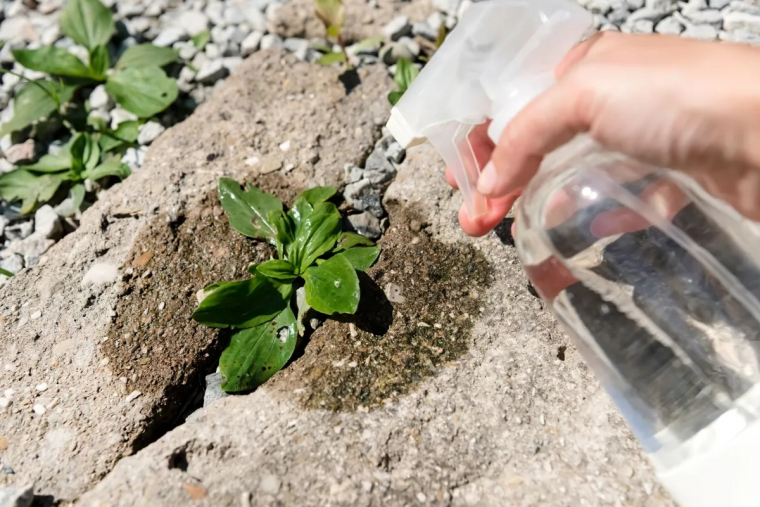 desherbant naturel et efficace contre tout type de mauvaise herbe