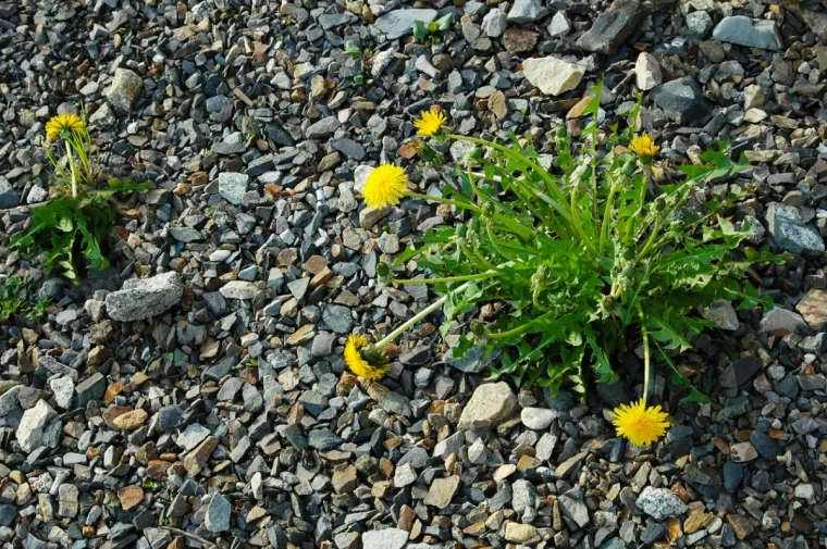 desherber dans une cour avec gravier pissentlit fleurs jaunes