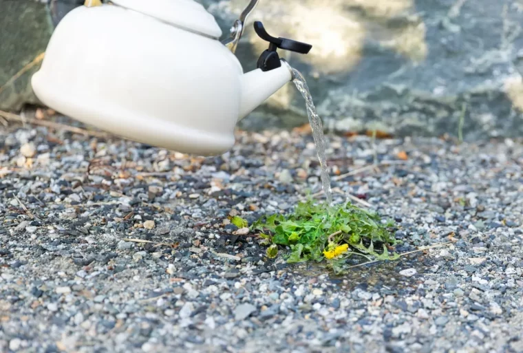 eau bouillante sur les mauvaises herbes astuce naturelle