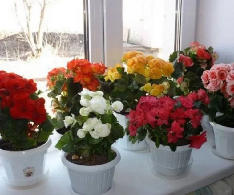 engrais naturel pour floraison abondante plantes fleuries dans unefenetre