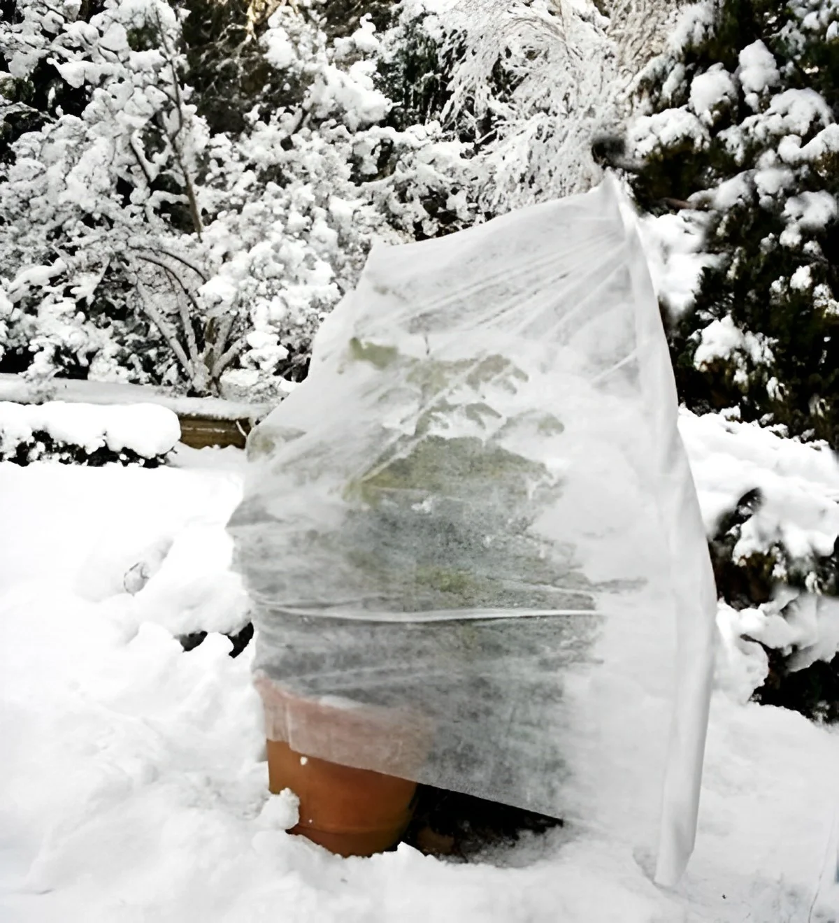 enlever le voile d hivernage en fevrier jardin neige plante