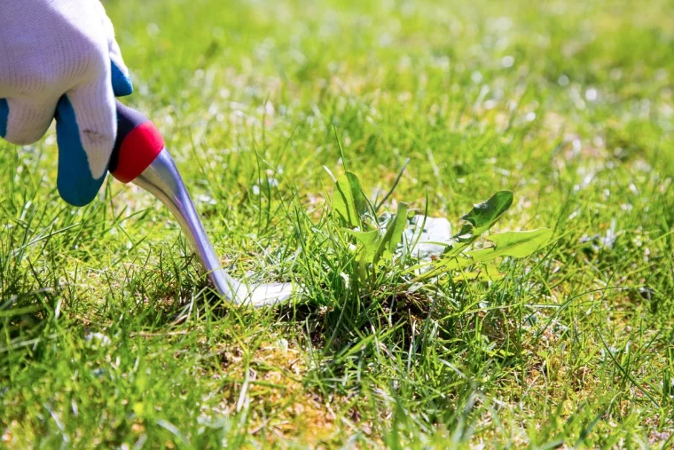 enlever les mauvaises herbes du gazon a la main gant outil herbe verte fraiche