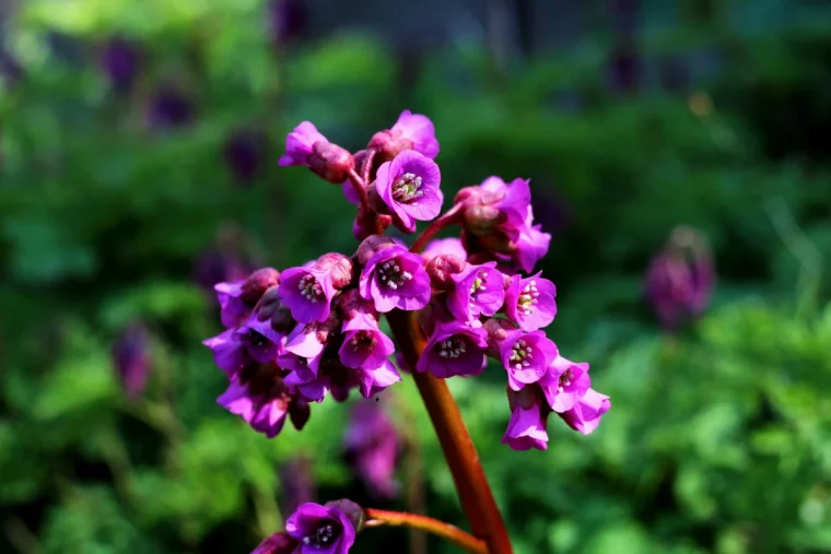 espece fleur petales violettes plantes natures jardin varietes
