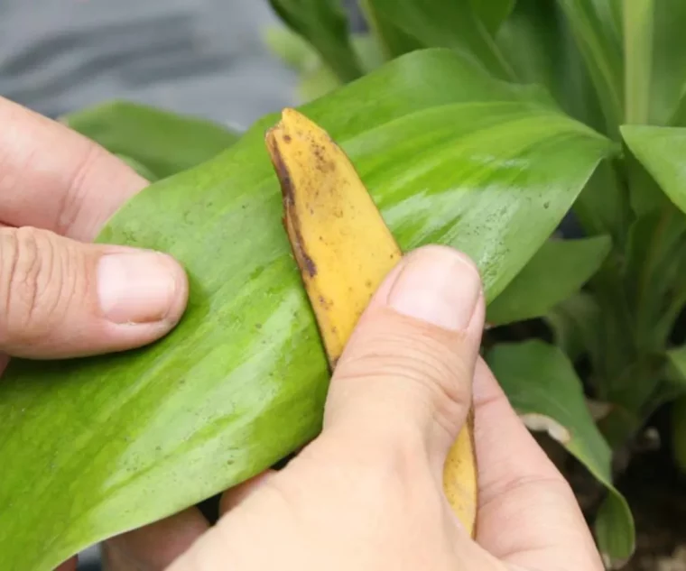 est ce que la peau de banane est bonne pour les orchidées