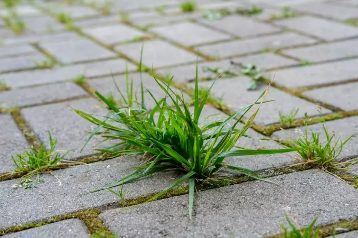 est ce que les mauvaises herbes poussent en hiver verdure dalles en beton