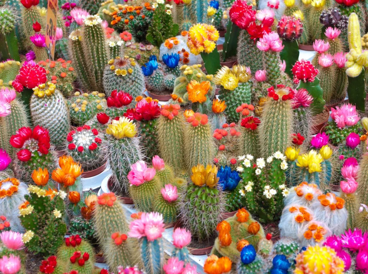 est ce que tous les cactus fleurissent