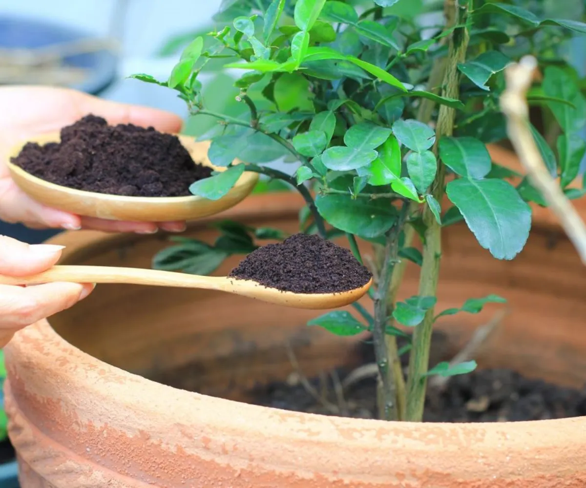 etape de plantation dans un pot dun fruitier