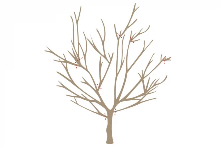 exemple en image comment tailler un arbre a noyaux