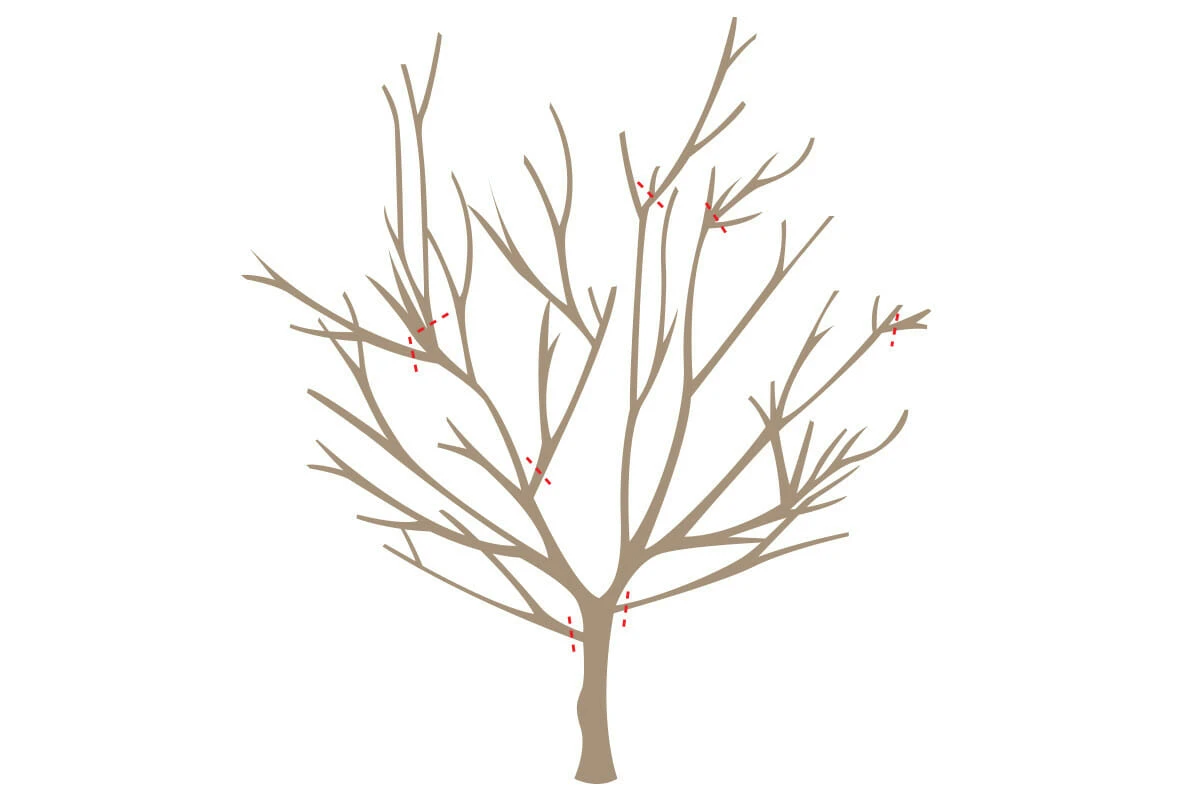 exemple en image comment tailler un arbre a noyaux