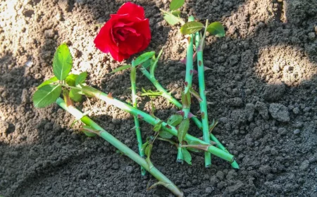 faire des boutures de rosier en mars tout ce qu il faut savoir