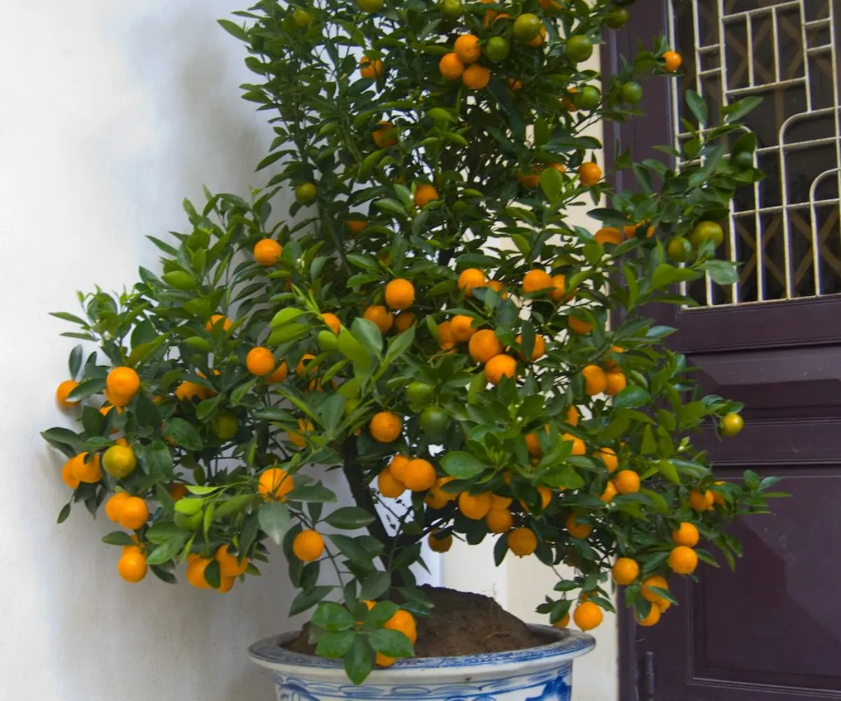 faire pousser des arbres fruitiers en pot citronier devant une porte dentree