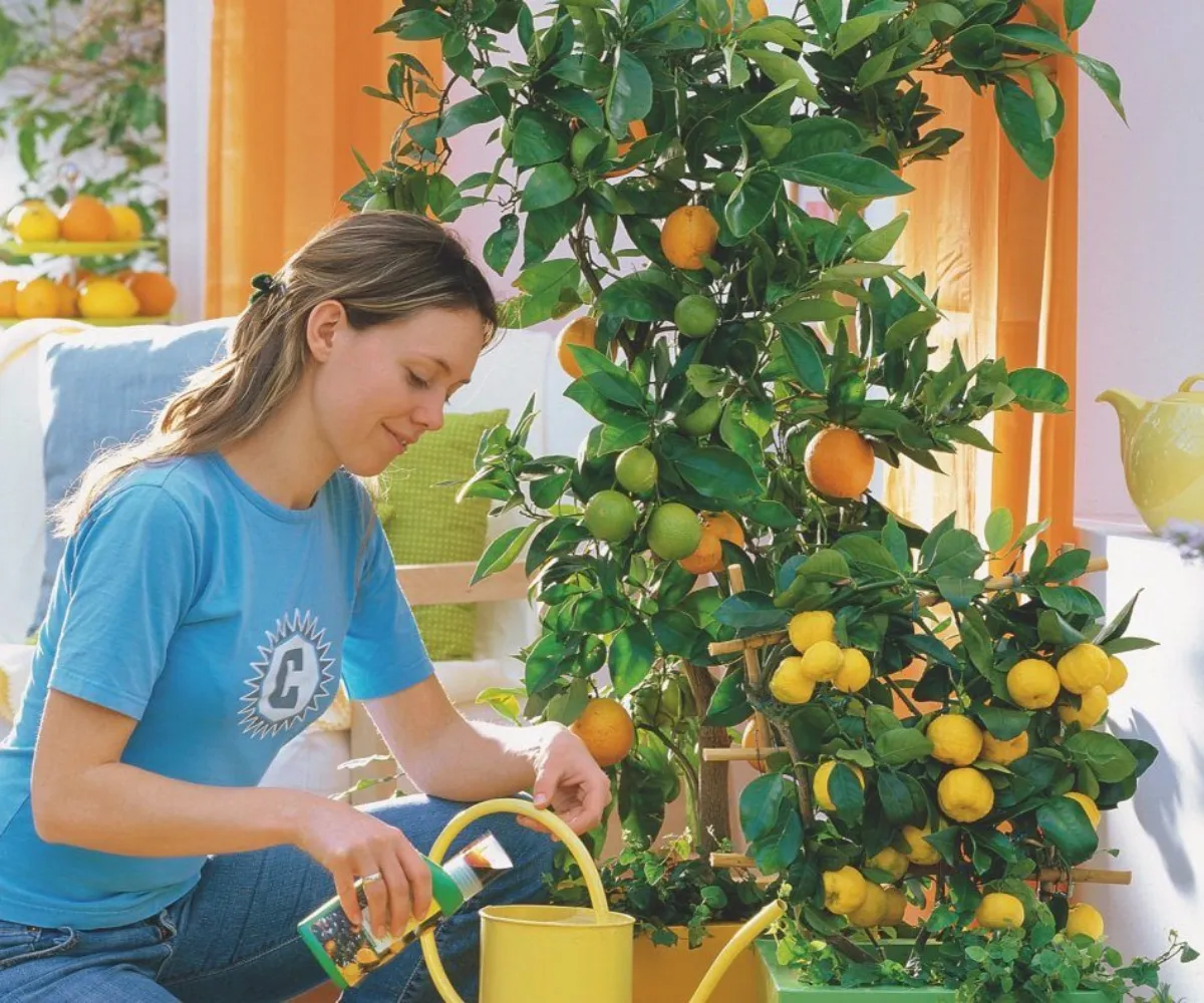 faire pousser des arbres fruitiers en pot femme met des engrais pour un citronier