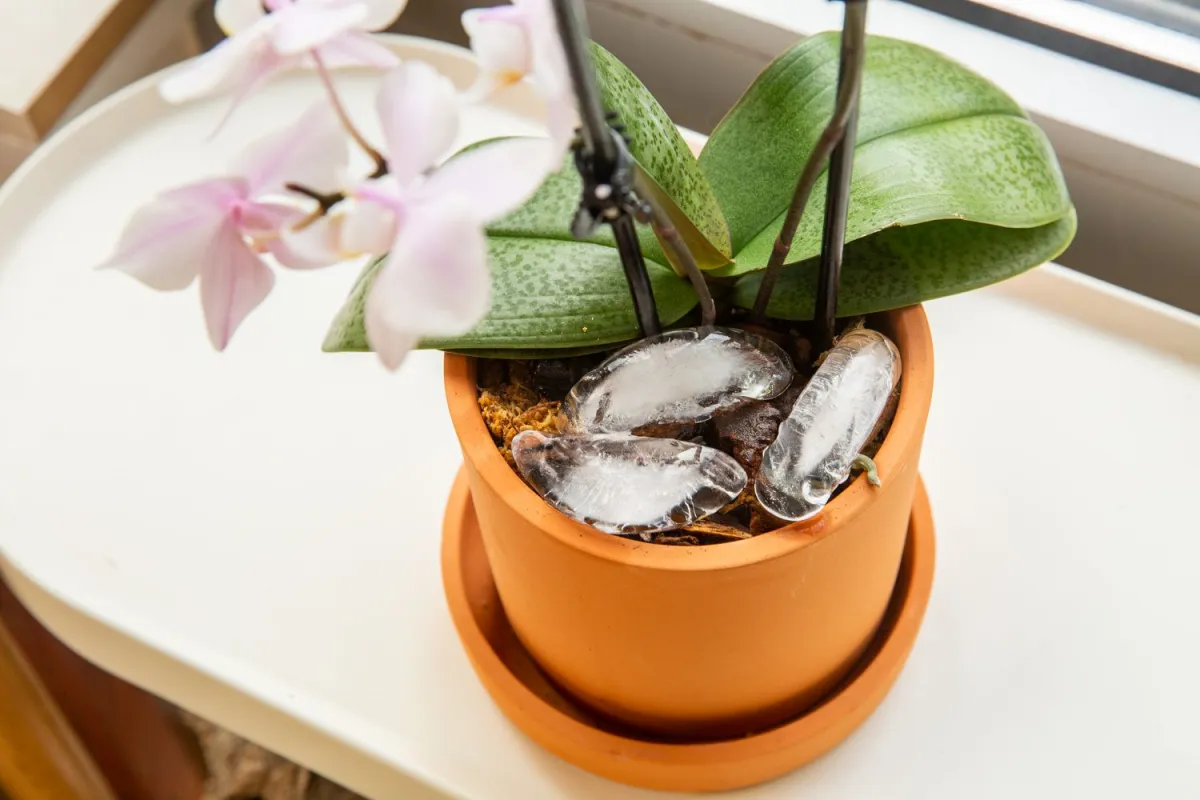 faut il arroser une orchidee avec des glacons et comment le faire