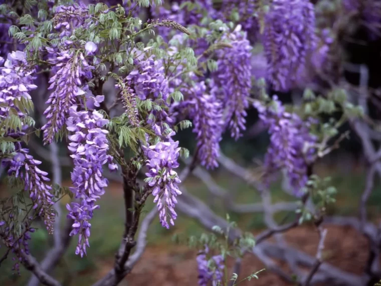 fleurs de glycine violette entretien et taille