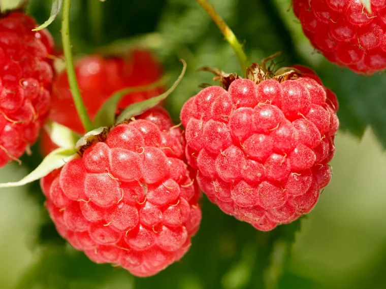 framboises rouges feuilles vertes