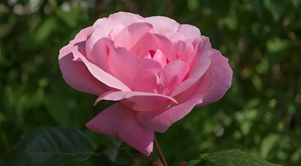 gros plan su une rose de couleur rose