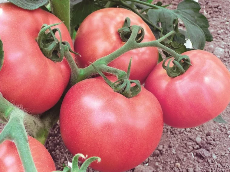 idées variétés de tomates anciennes quelles tomates cultiver dans son jardin en 2023