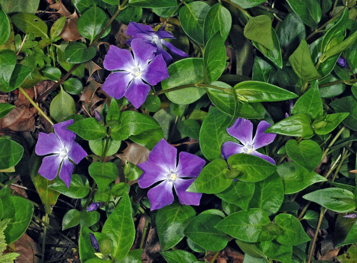 la pervenche pousse tres bien a l ombre fleurs violettes feuilles vertes