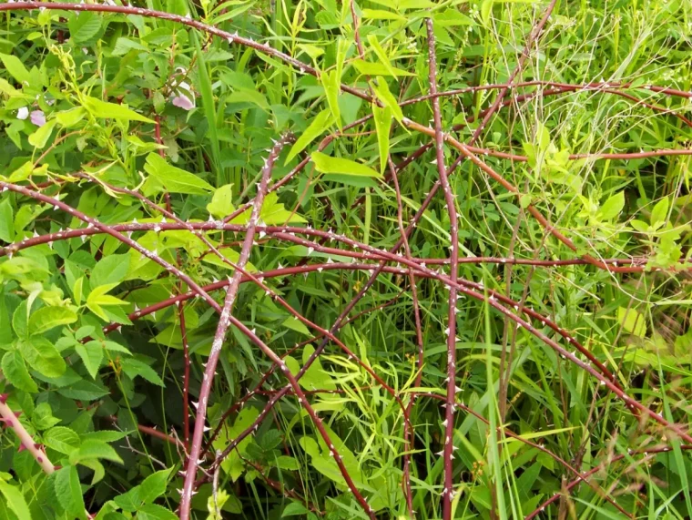 la ronce rimpante se debarrasser dans le jardin