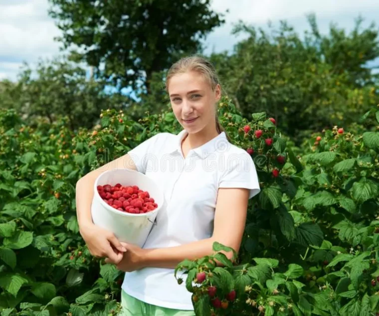 le bon moment pour planter des pieds des fraisiers dans le jardin et en jardinière