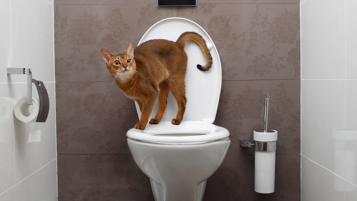 les chats peuvent ils utiliser les toilettes