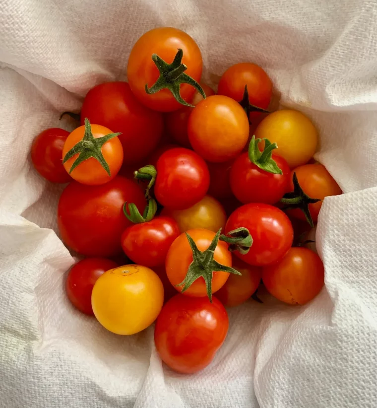 les meilleures variétés de tomates à semer et planter dans son jaridn ou en conteneur