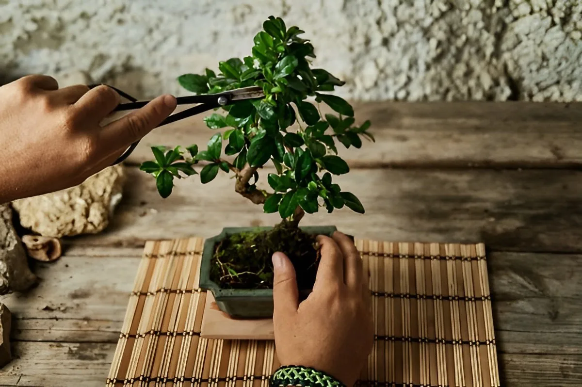 mains entretien bonsai pot surface bois mur revetement naturel