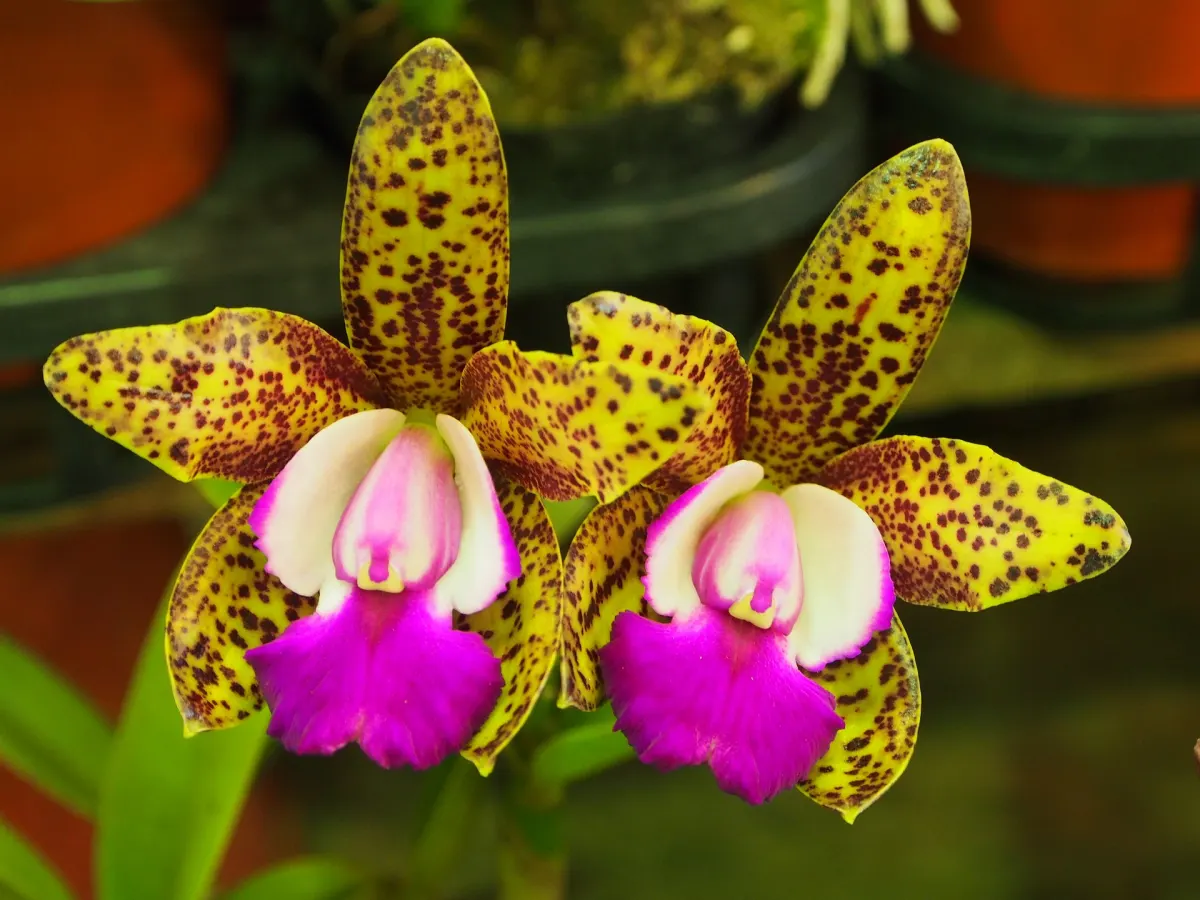 meilleures especes d orchidees pour debutant couleur rose floraison feuillage vert fleurs jaunes taches