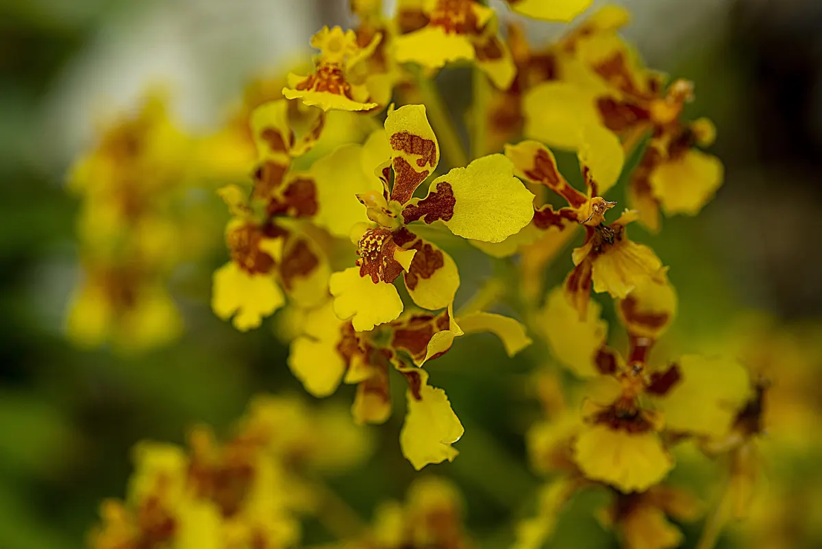 meilleures especes d'orchidees pour debutants petales jaunes floraison
