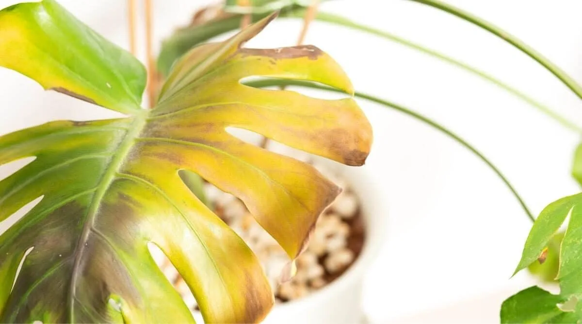 monstera feuilles jaunes arrosage ensoleillement et autres raisons de stress plante