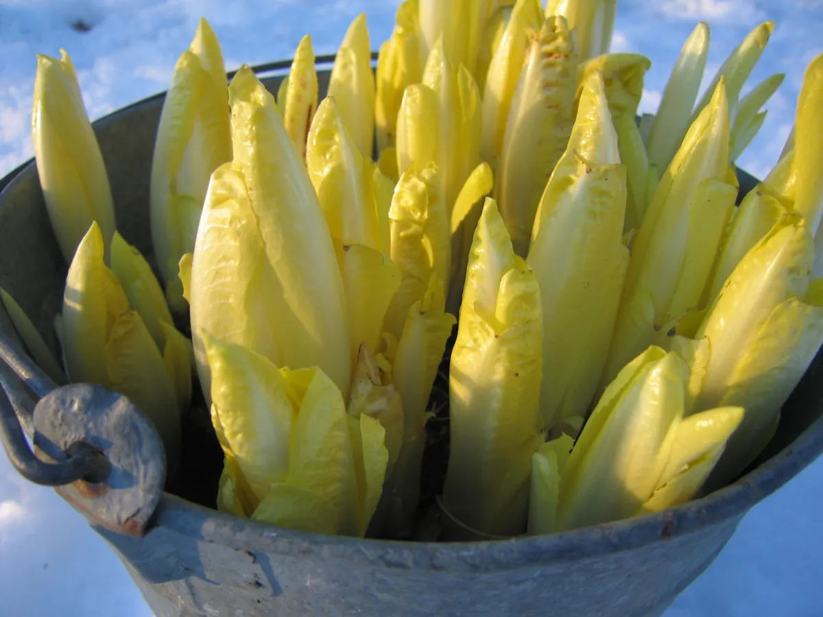 ou mettre les endives pour les faire pousser
