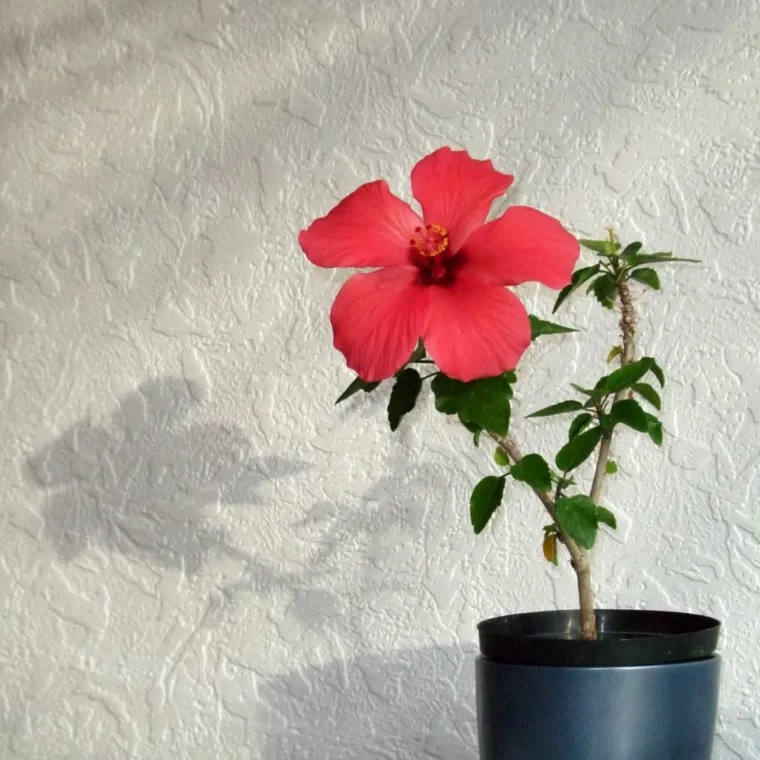 ou placer l hibiscus tropical dans la maison