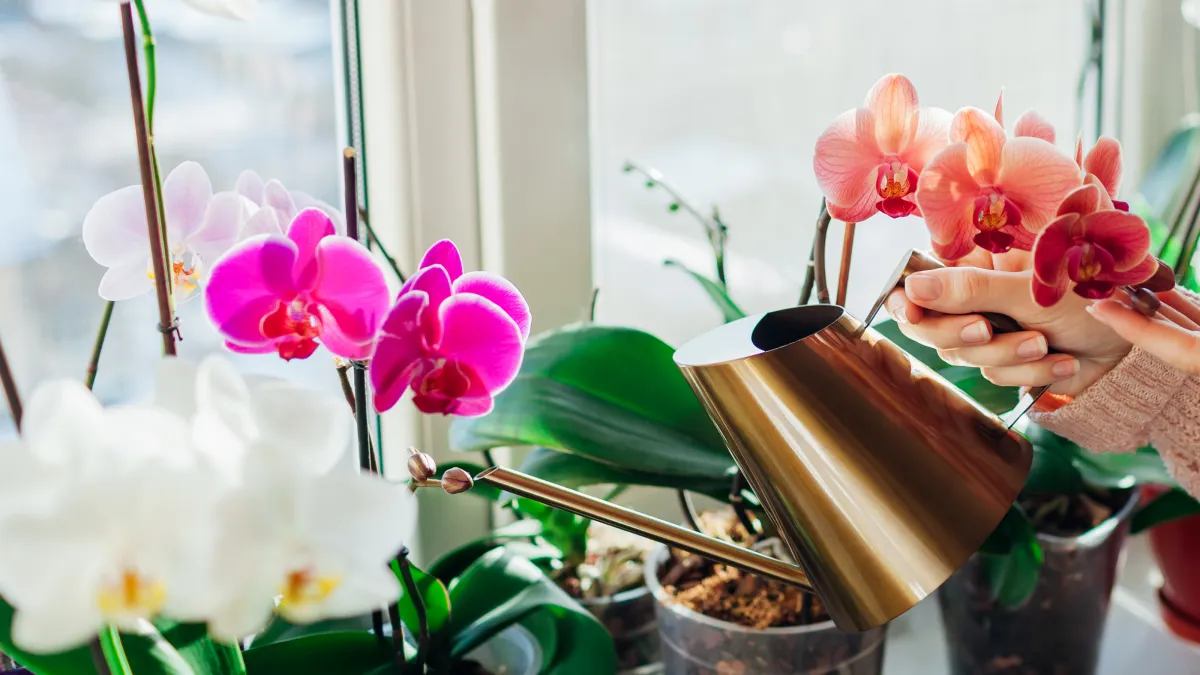 ou placer les orchidees dans la maison conseils