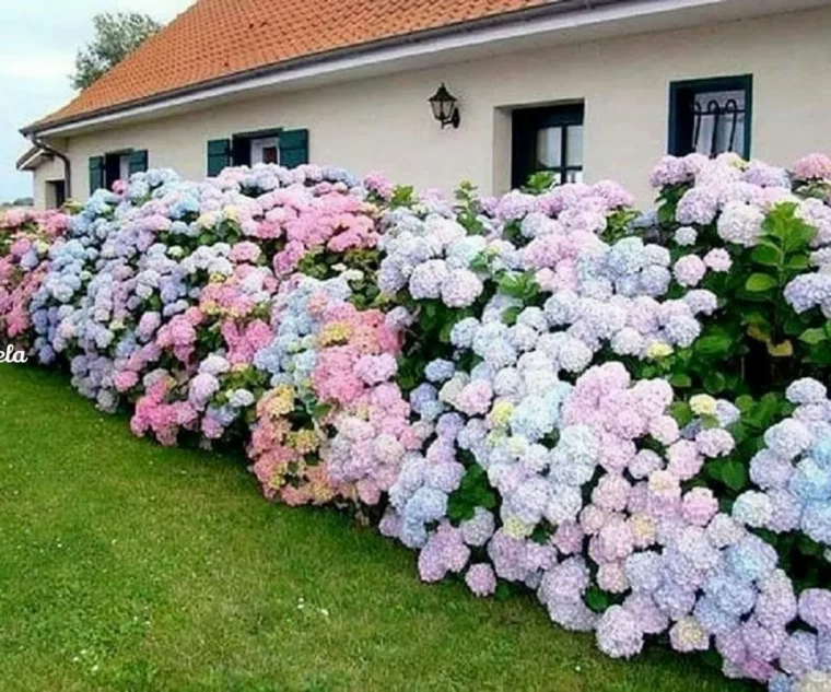 où planter des hortensias dans son jardin