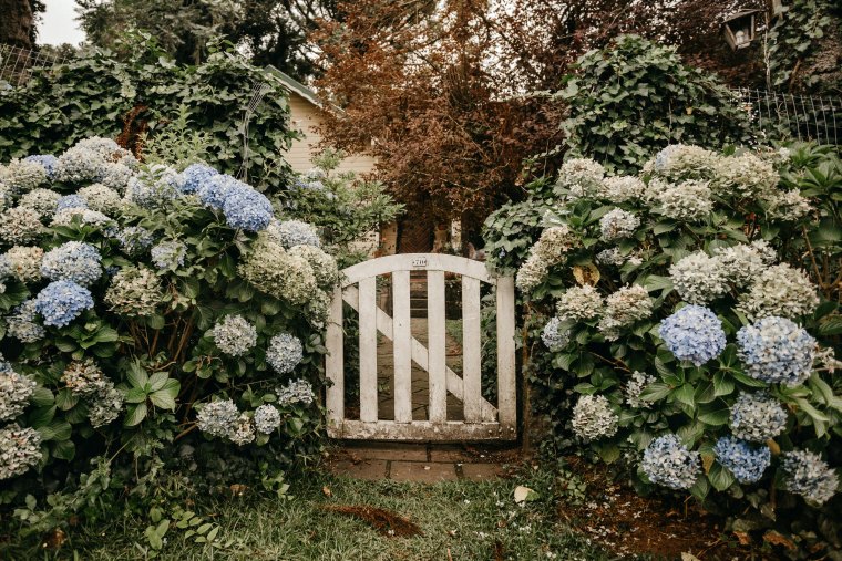 où planter des hortensias dans son jardin