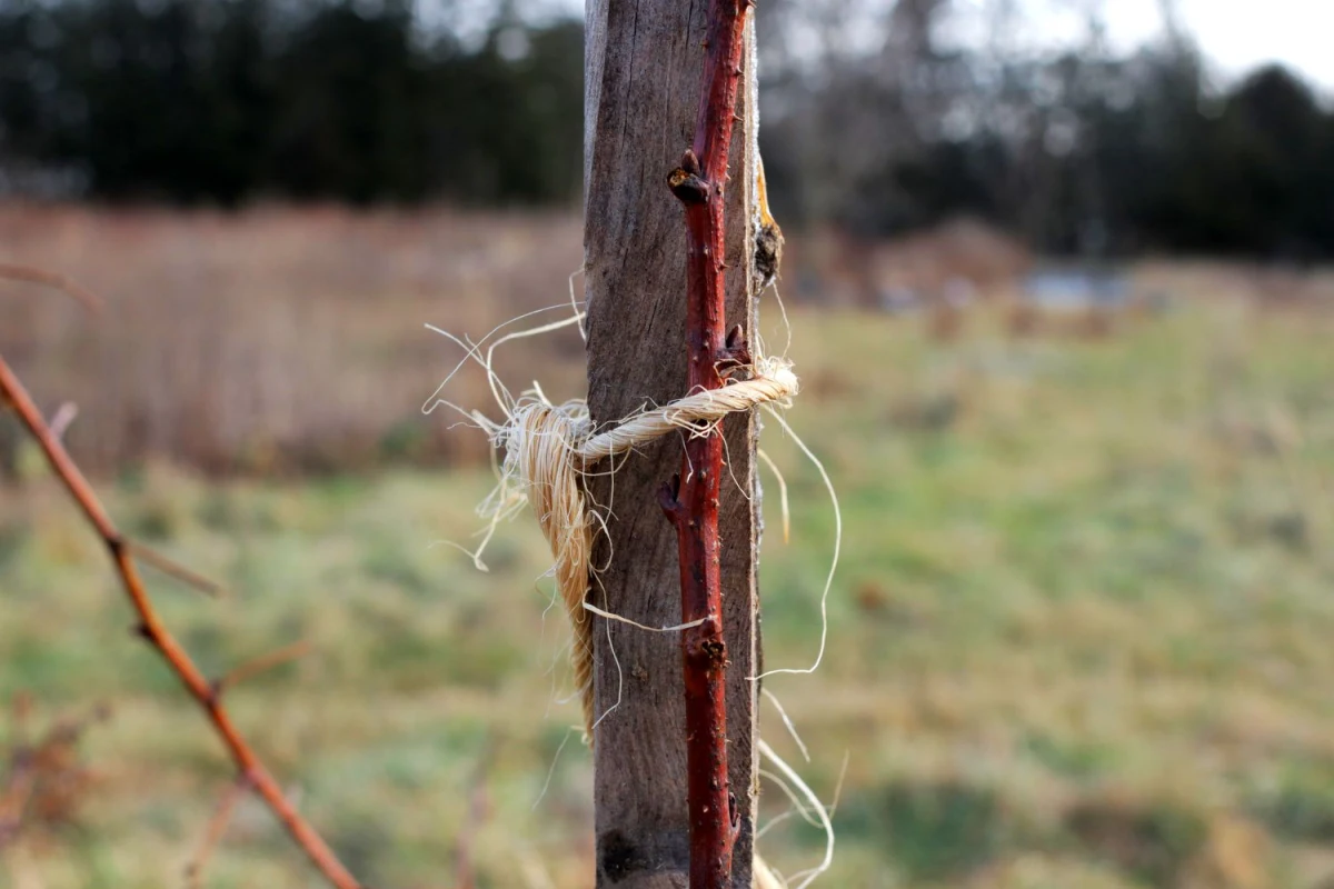 palissage des framboises