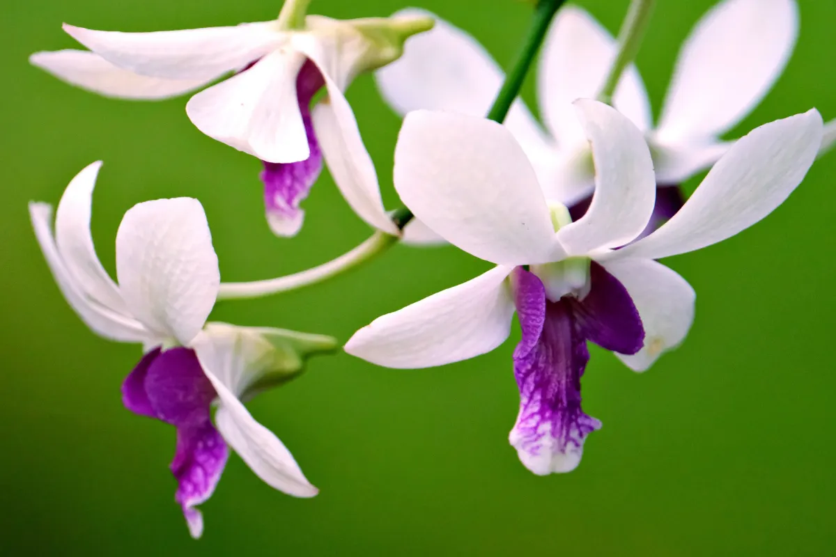 petales blanches violet fleur plante interieur facile entretien variete