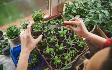 petits pots semis graines plantes aromatiques jardinage couteau