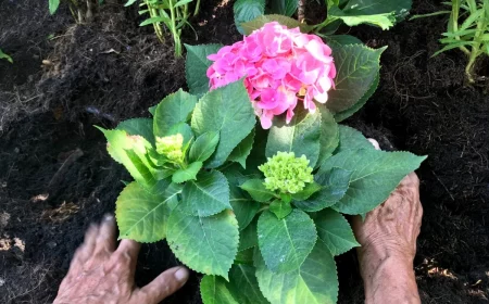 peut on planter des hortensias au printemps conseils