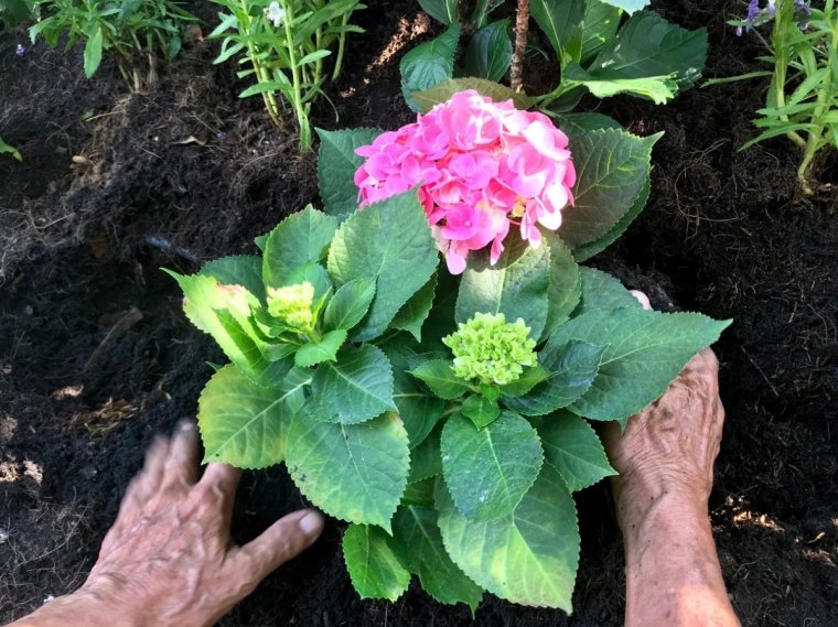 peut on planter des hortensias au printemps conseils