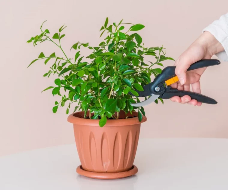 peut on planter un arbre fruitier dans un pot taille