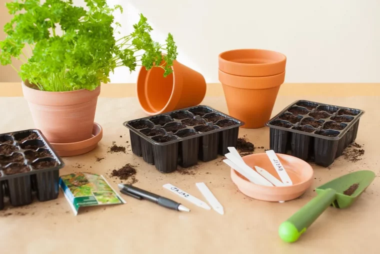 plantes aromatiques a semer en fevrier materiaux jardinage pots