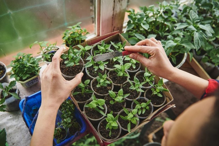 pot germination graines jardinage culture herbes femme mains