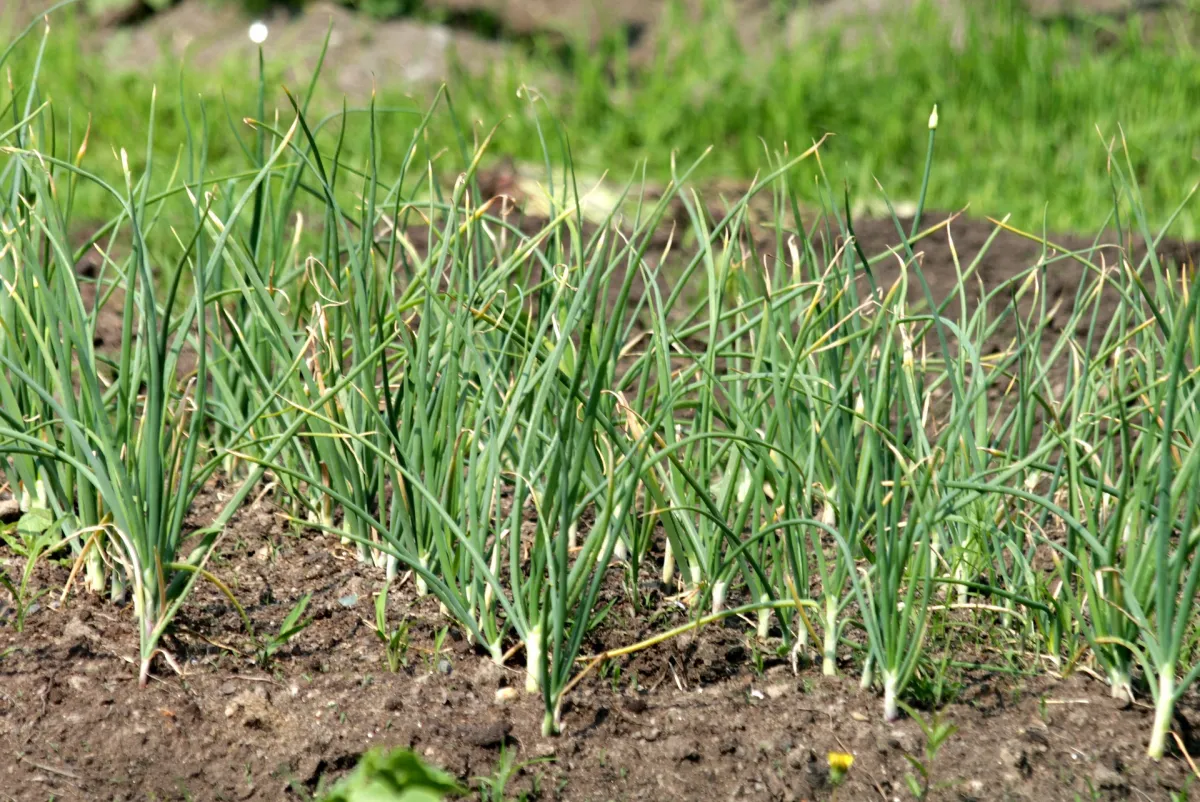 potager jardin quand planter l ail et l oignon terre chaleur