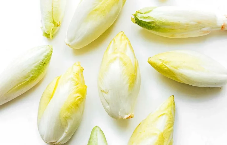pourquoi et comment cultiver des endives