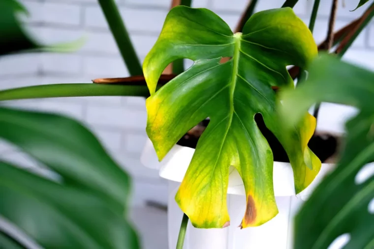 pourquoi les bouts des feuilles de cette plante jaunissent