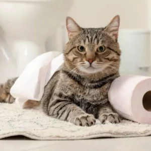 Pourquoi mon chat me suit aux toilettes et comment réagir ?