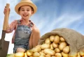 Quand planter des pommes de terre en 2023 ? Un pro vous donne les atouts pour avoir une récolte abondante