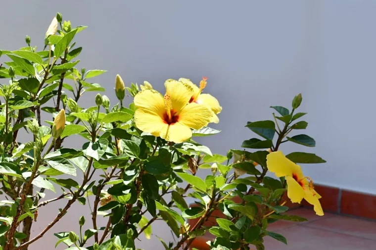 quand et comment hiverner hibiscus conseils